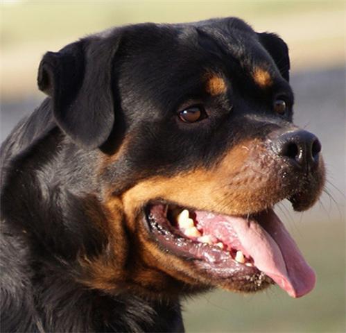 BOMBOLIA  ROTTWEILER´S