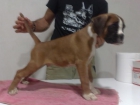 boxer cachorros dorados y atigrados - mejor precio | unprecio.es