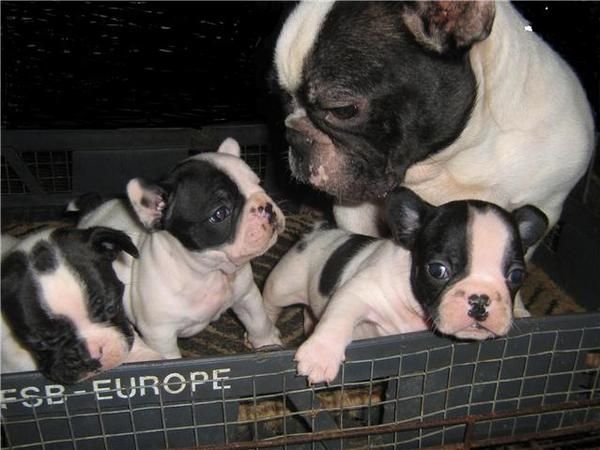 bulldog frances
