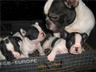 bulldog frances - mejor precio | unprecio.es