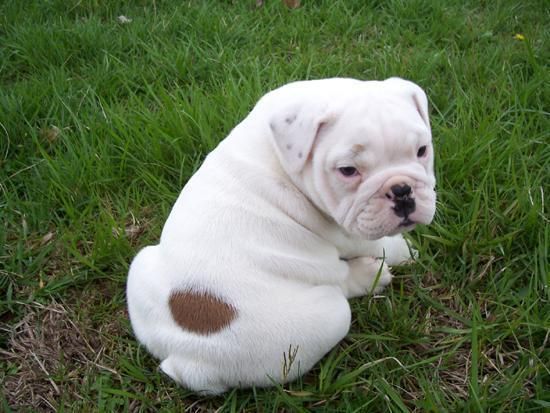 Bulldog ingles oferta12oer