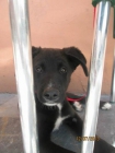 cachorritos en adopcion. adopta y cambiales la vida! - mejor precio | unprecio.es