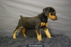 Cachorros de Doberman, dos meses, excelentes perritos - mejor precio | unprecio.es