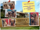 Cachorros de Fila brasileiro , cachorros de la máxima calidad, LOE - mejor precio | unprecio.es