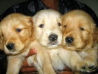 Cachorros de GOLDEN RETRIEVER - mejor precio | unprecio.es