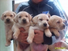 CACHORROS LABRADOR RETRIEVER 270E TRANSPORTES INCLUIDOS - mejor precio | unprecio.es