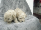CANICHE TOY TOY APRICOT EN BARCELONA CENTRO 425 - mejor precio | unprecio.es