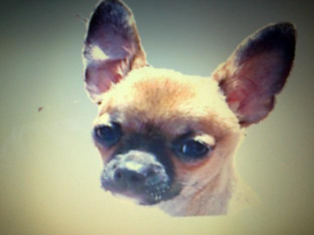Chihuahua busca novia para monta