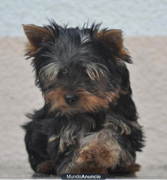 ESPECTACULARES CACHORROS YORKSHIRE MINIS