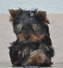 ESPECTACULARES CACHORROS YORKSHIRE MINIS - mejor precio | unprecio.es