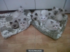 GATITOS RAGDOLL EN VENTA - mejor precio | unprecio.es