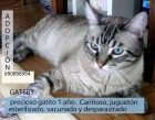 Gatsby preciosidad viviendo en un baño - mejor precio | unprecio.es