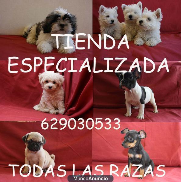 Maltes ,Yorkshire (Yorky),Bulldog Frances ,Chihuahua,Shih-tzu,Carlino y mas razas