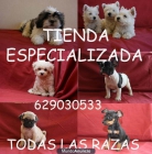 Maltes ,Yorkshire (Yorky),Bulldog Frances ,Chihuahua,Shih-tzu,Carlino y mas - mejor precio | unprecio.es