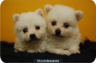 Nueva camada de Pomerania en color blanco - mejor precio | unprecio.es
