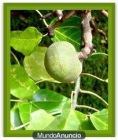 QUEMA GRASA NATURAL PARA EL VERANO 2012 - mejor precio | unprecio.es