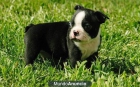 Regalo Boston Terrier cachorros - mejor precio | unprecio.es