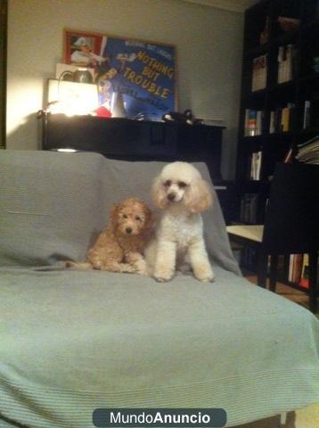 Vendo macho de caniche toy