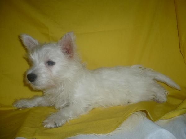WESTY pedrigree nacional