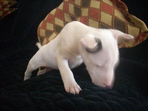 bull terrier vivir feliz dentro de la casa de la familia con las porciones de la socialización y cuidado constante