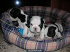 bulldog frances,bichon maltes,carlinos,mini pinchers,westys,chiguaguas - mejor precio | unprecio.es