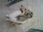 BUSCO NOVIO ROUGH COLLIE! - mejor precio | unprecio.es