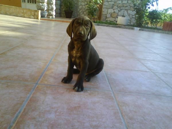 Cachorra braco aleman línea Hege Haus