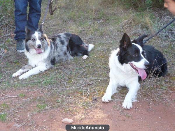 Camada Border Collie