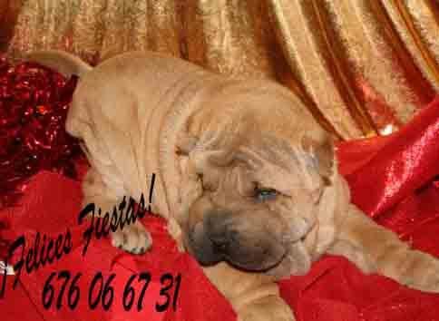 Estupendo Shar-pei, ¡5 Años de Garantía