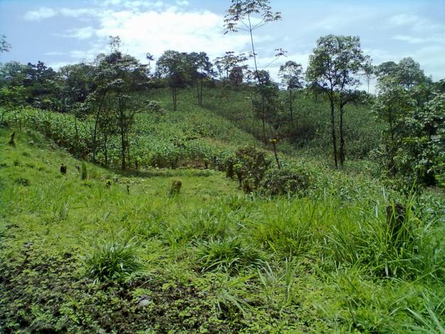 finca de venta en santo domingo de los tsachilas 50hectarias