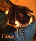 Hera, la triste historia de una mama gata - mejor precio | unprecio.es