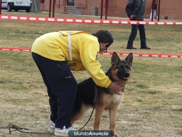 pastor aleman cachorros hembras 7 meses