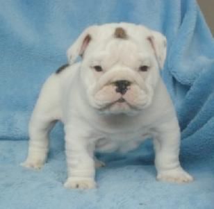 Preciosos cachorros de Bulldog Ingles