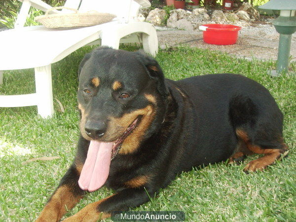 urge de inmediato regalar o dar en adopción perra rottweiler