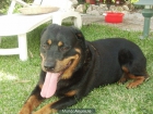 urge de inmediato regalar o dar en adopción perra rottweiler - mejor precio | unprecio.es