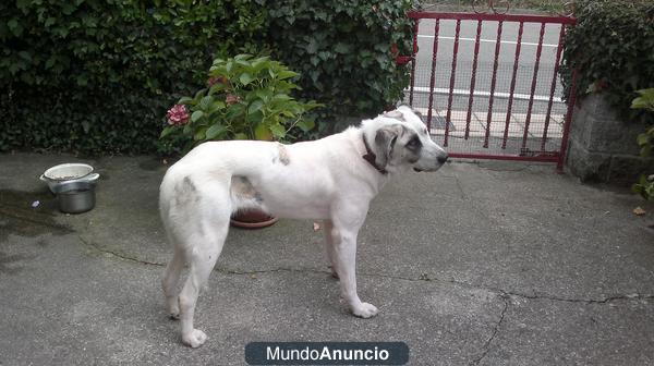 PERRA MASTÍN DE 9 MESES. ABANDONADA EN VILLAVERDE BUSCA ADOPTANTES