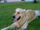 Busco hembra Golden Retriever para monta - mejor precio | unprecio.es