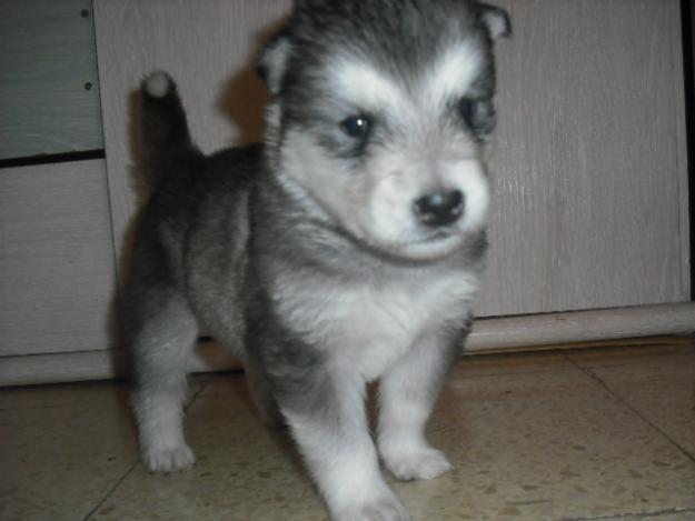 Camada Alaskan Malamute