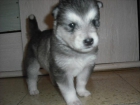 Camada Alaskan Malamute - mejor precio | unprecio.es