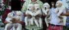 GOLDEN RETRIEVER - mejor precio | unprecio.es