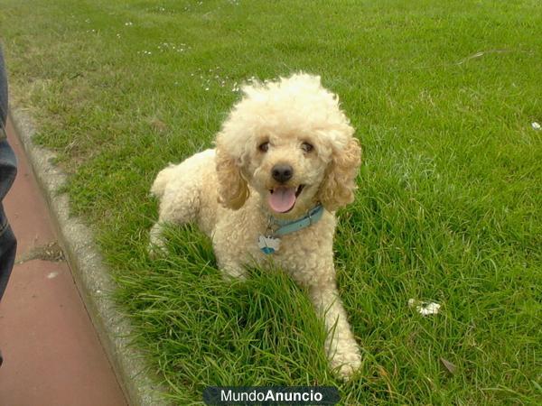 Precioso Caniche
