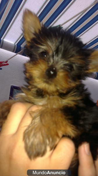 ultimo macho super mini yorkshire