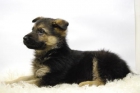 __PASTOR ALEMAN__cachorros de calidad//INSCRITOS EN LOE// - mejor precio | unprecio.es