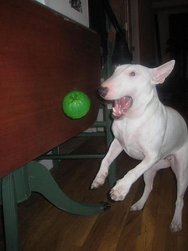 afectuoso Bull Terrier -