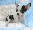 Chihuahua,excelentes cachorros - mejor precio | unprecio.es