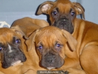 Extraordinarios cachorros de Boxer - Barcelona - mejor precio | unprecio.es