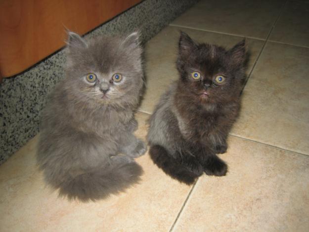 GATITOS PERSAS