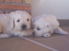 Golden con magnifico Pedigree.Economicos - mejor precio | unprecio.es