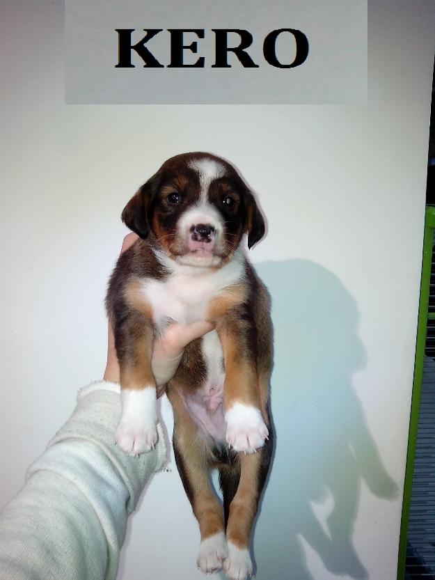 Kero, cachorrito en adopcion