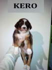 Kero, cachorrito en adopcion - mejor precio | unprecio.es